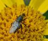Empis tessellata